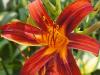 Red Day Lily